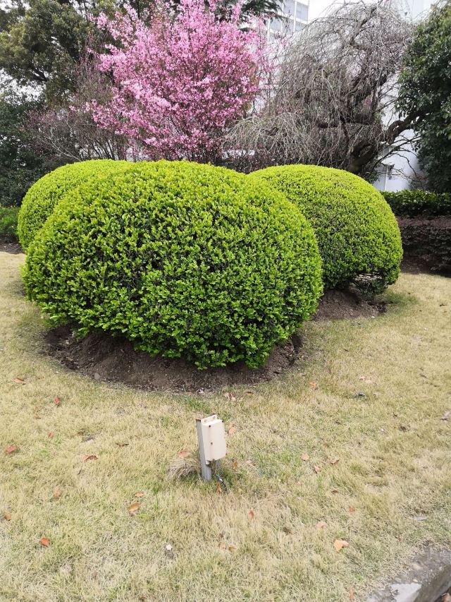 箱根芦之汤花园