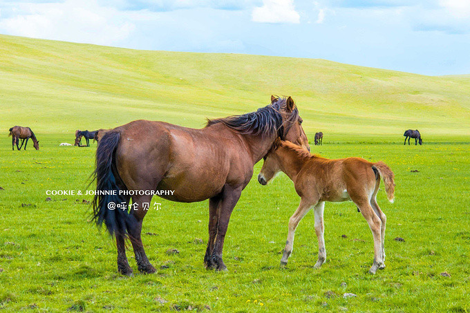 其中也捕捉到了不少亲子牛马组合,动物间的亲爱画面总是让人着迷