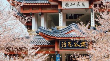 #5#鼋头渚樱花圣地