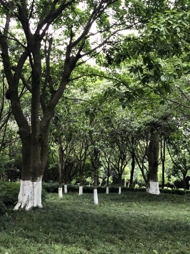 成都沙河公園攻略,成都沙河公園門票/遊玩攻略/地址/圖片/門票價格