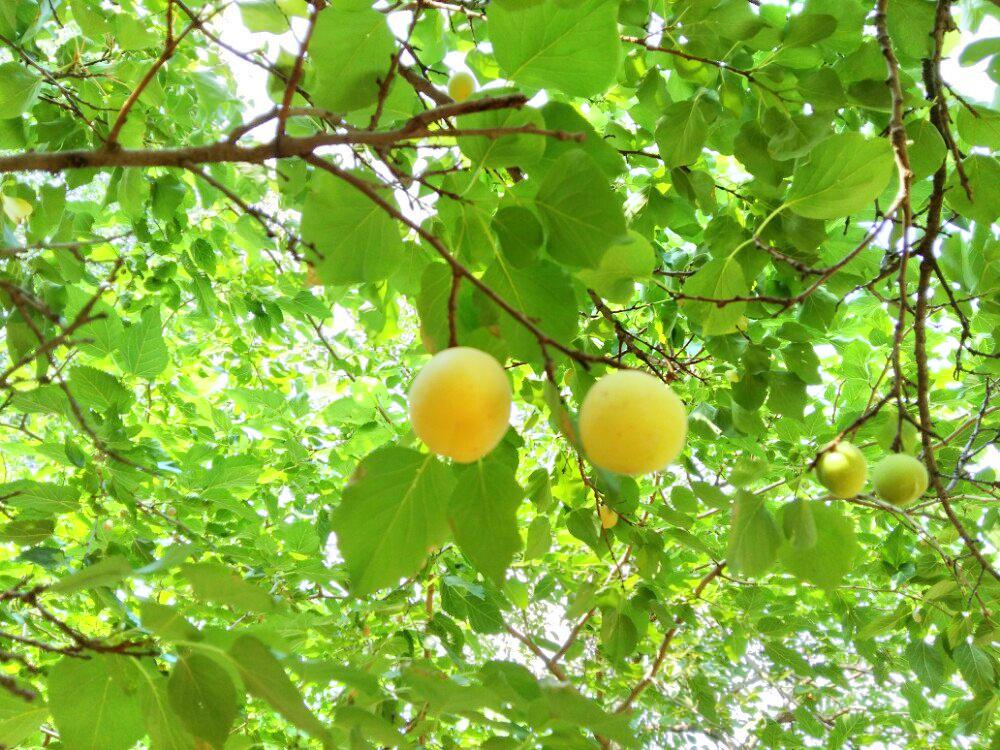 夏津黄河故道森林公园