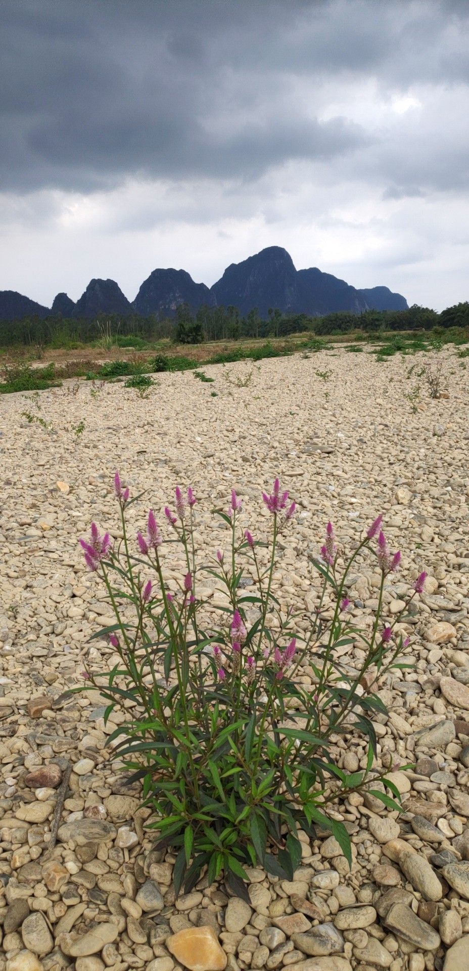 阳江合水镇平北村