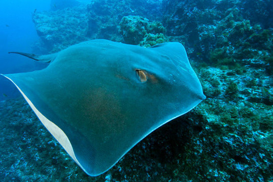 大魅力在于, 划过你身边一头 25米长的鲸鱼, 头上游着100多头垂头鲨鱼