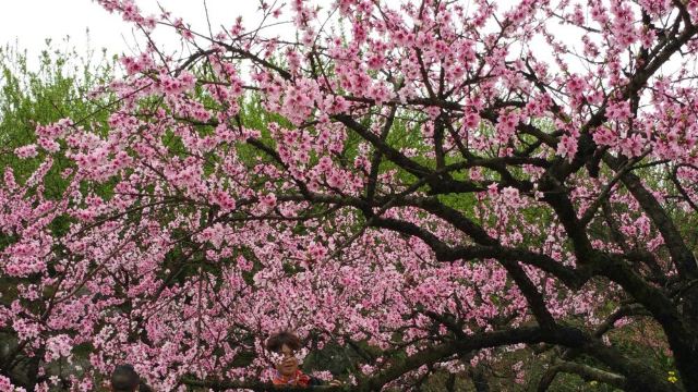 五岛一村,资兴五岛一村攻略/地址/图片/门票【携程攻略】