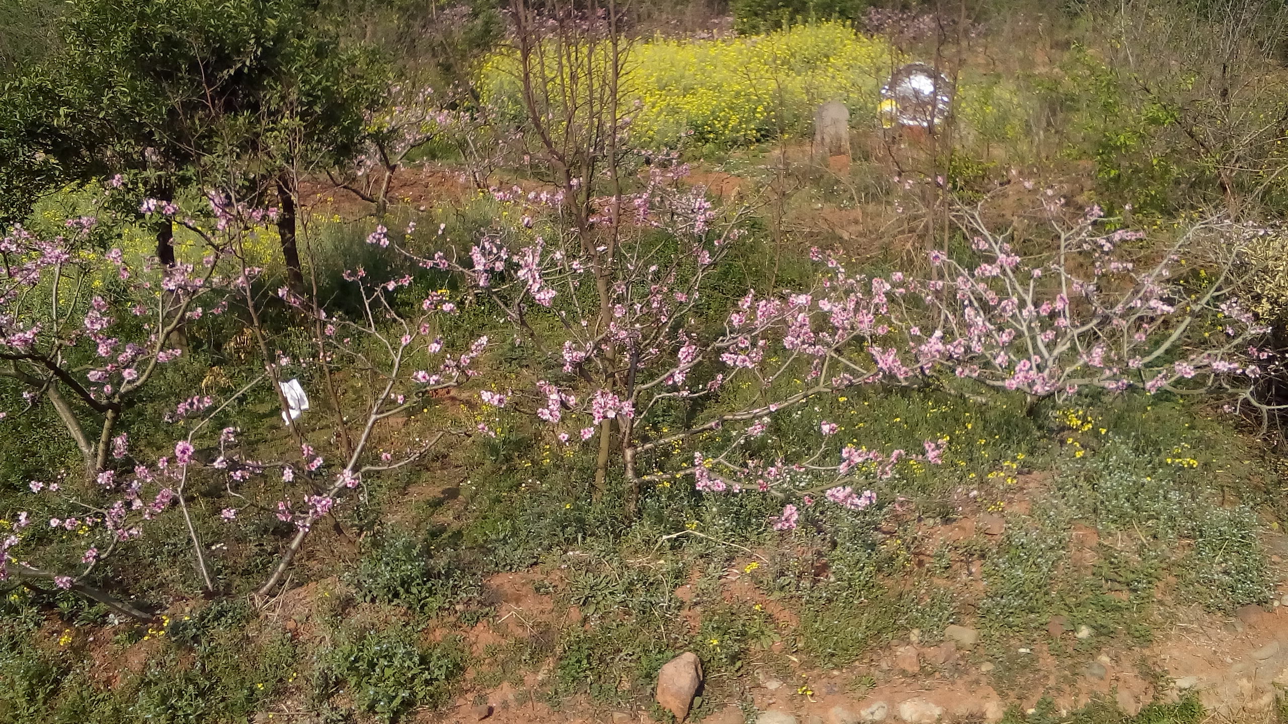 龙泉花果山风景区