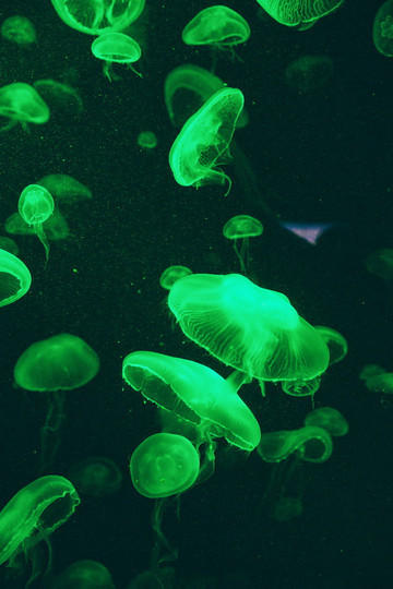 不亲眼见到这些神奇的海底生物,可能不会有那么大的震撼.