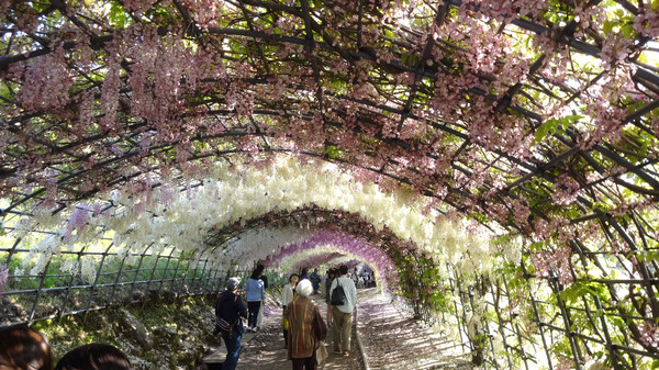 5月,世界十大绝景之一的河内藤园--日本紫藤花隧道,简直太美腻!
