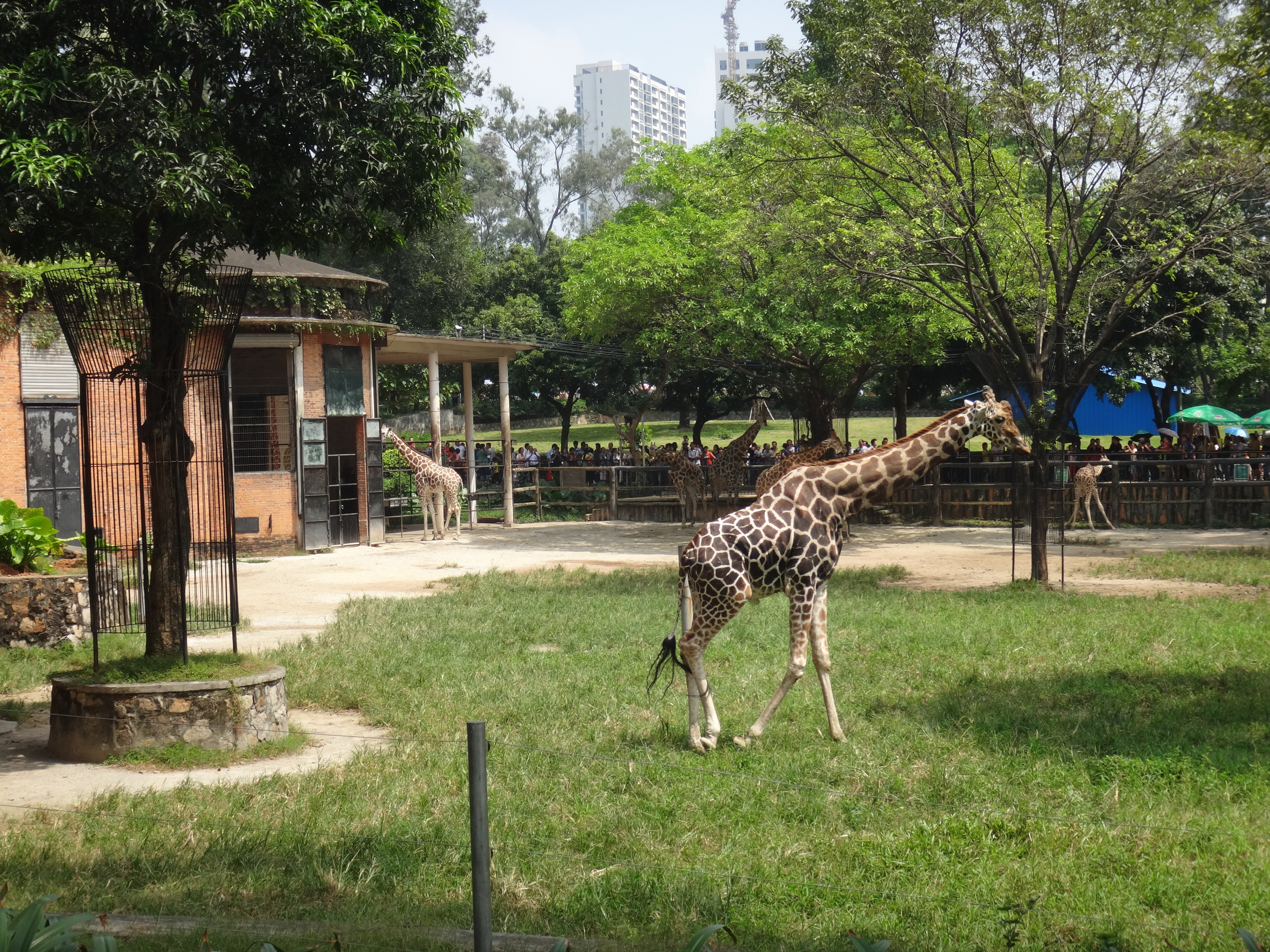 長頸鹿 廣州動物園