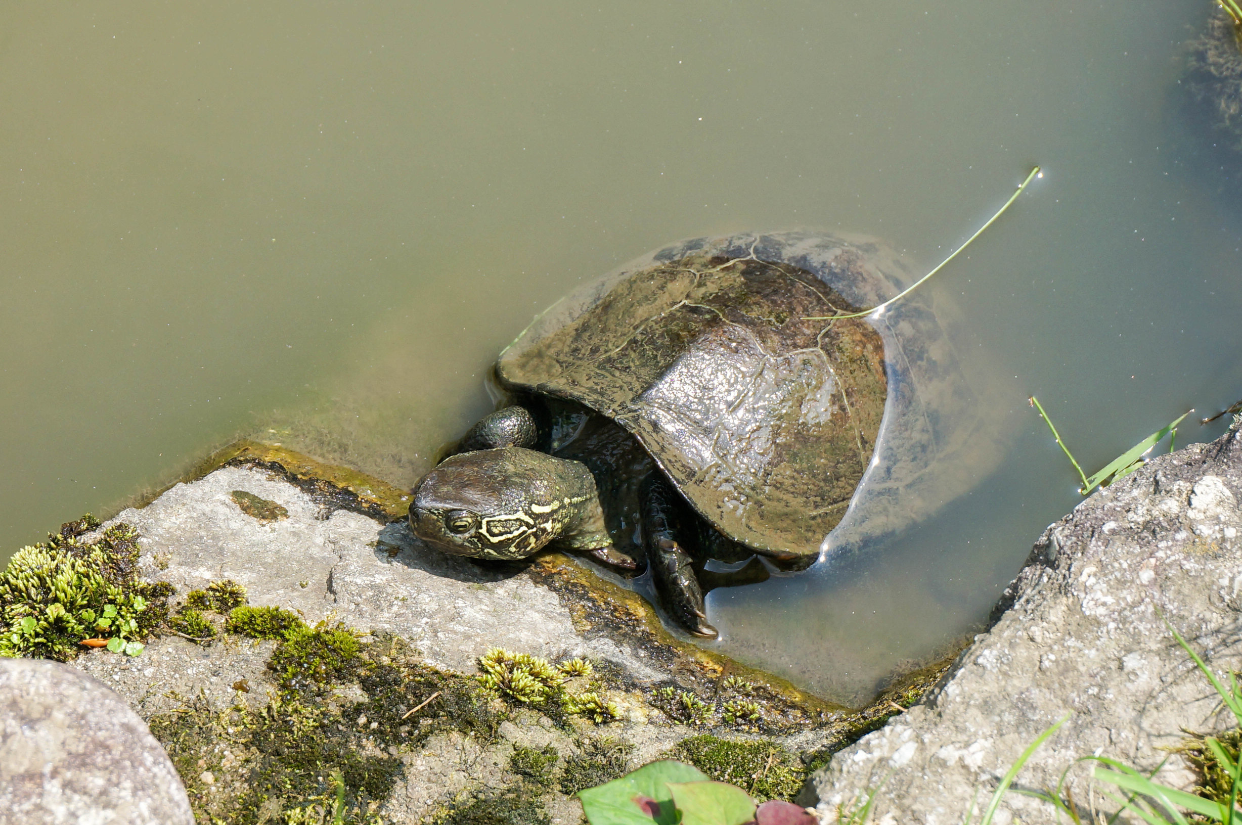 偶遇乌龟,悠哉得很. 清水寺