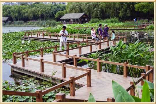 为何而来——闵行体育公园拍荷花