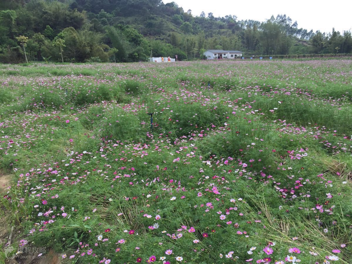 惠州 龍門2日1晚跟團遊·純玩 尚天然溫泉.花海小鎮 魯冰花童話王國