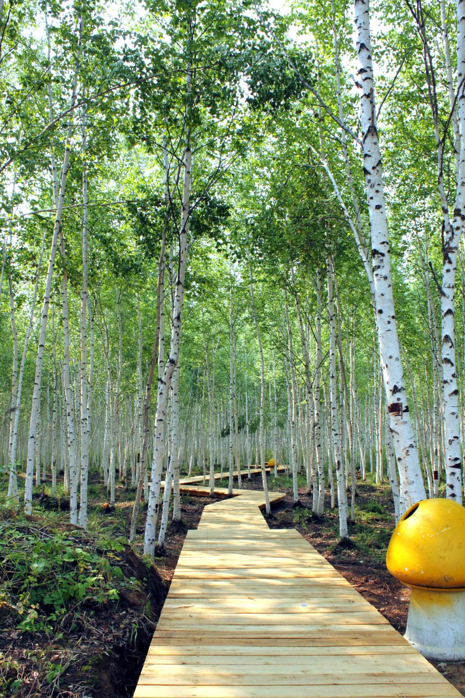 这样的白桦林,喜欢吗,还记得小时候听着朴树的白桦林一直幻想,现在亲