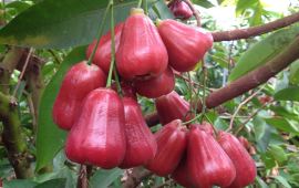 仙居果庄天气预报