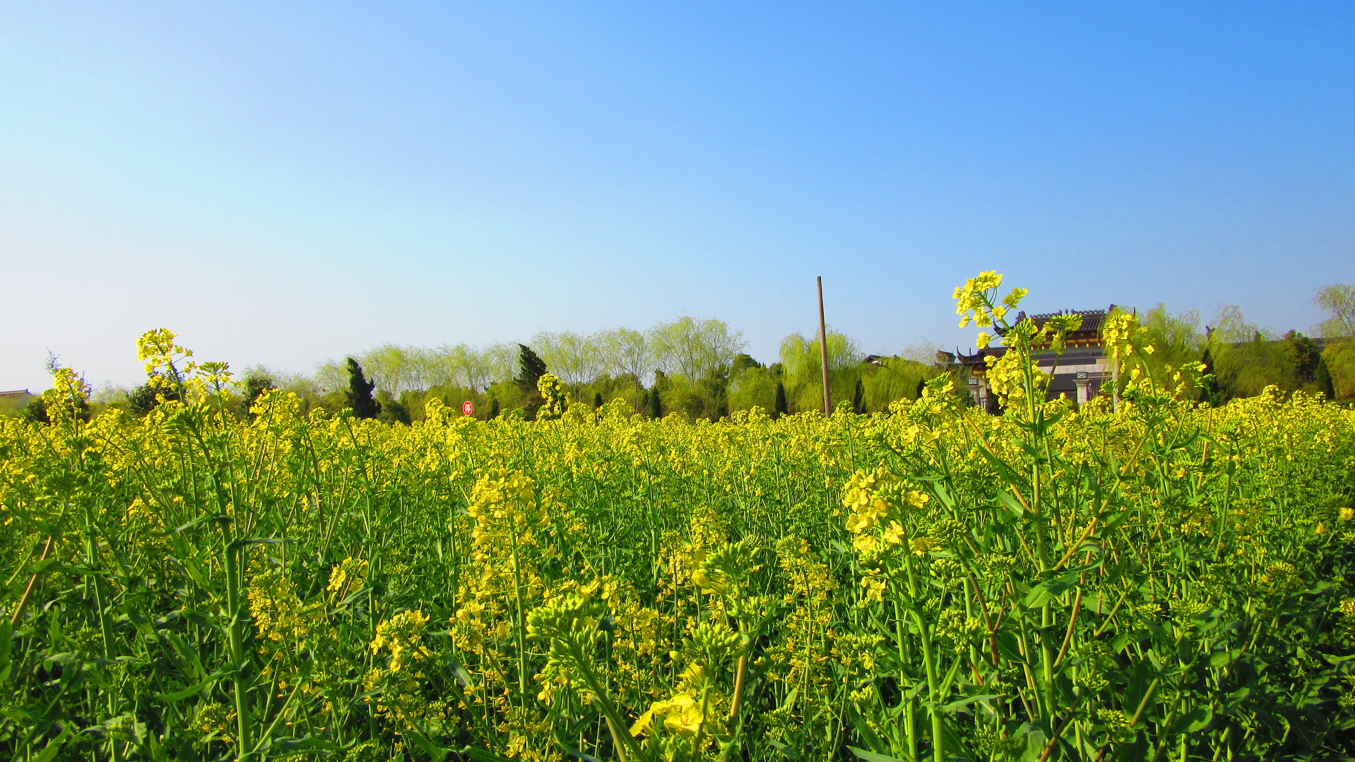 春游好时光,江海大平原遍地金黄