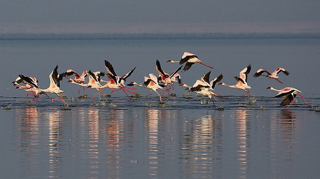 火烈鸟喜欢群居.