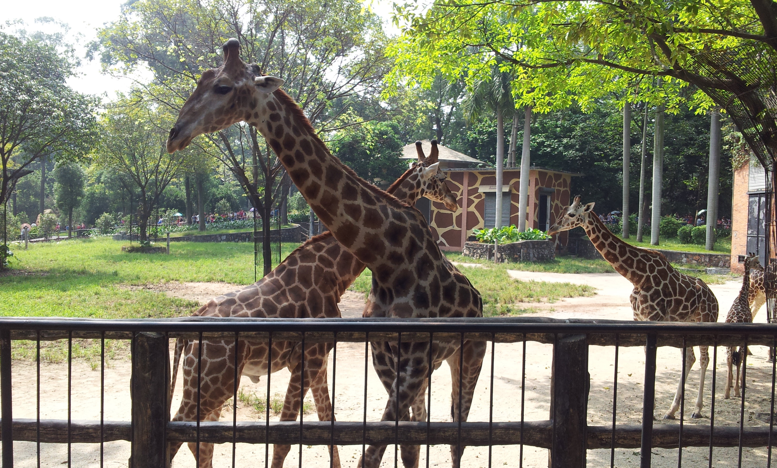 長頸鹿 廣州動物園