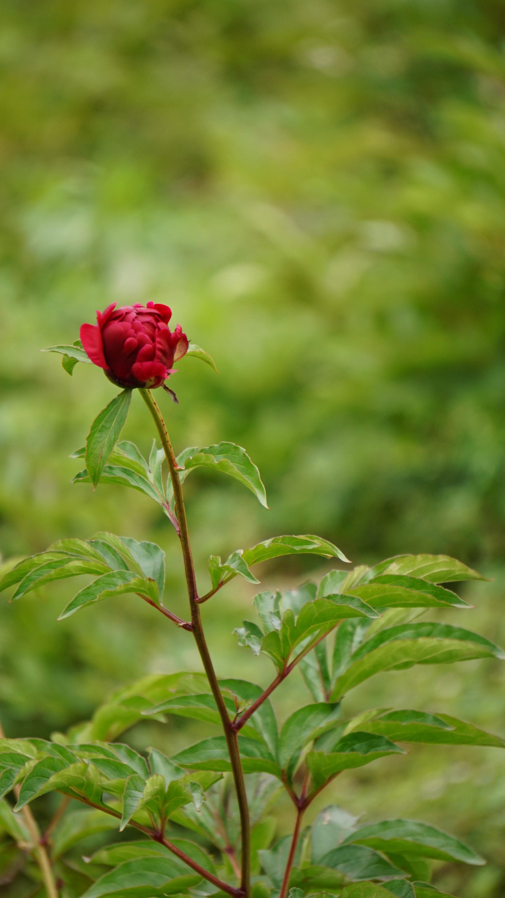再游仪征芍药园