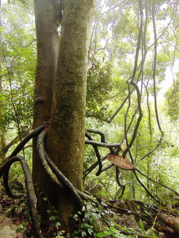 森林里的香 港鹰爪树