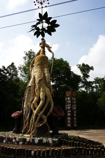 长白山野山参生态园