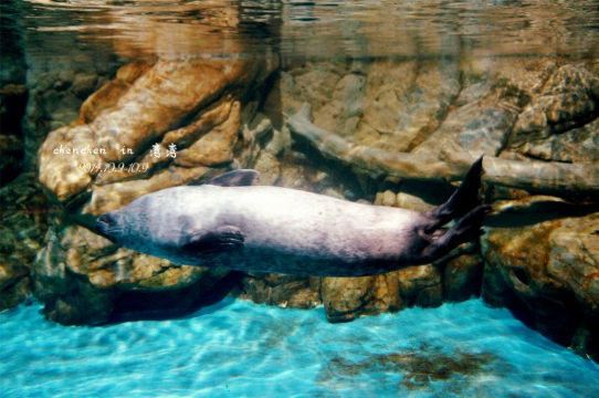 极地水域看企鹅,萌出一脸血