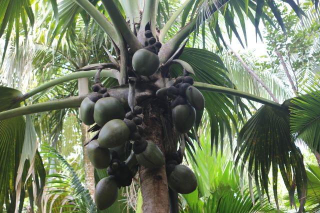 结在树上的雌性海椰子果实