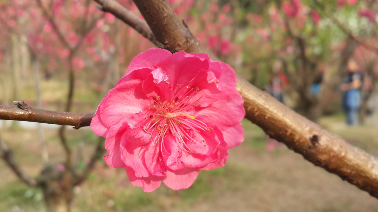 "广州过年,花城看花"