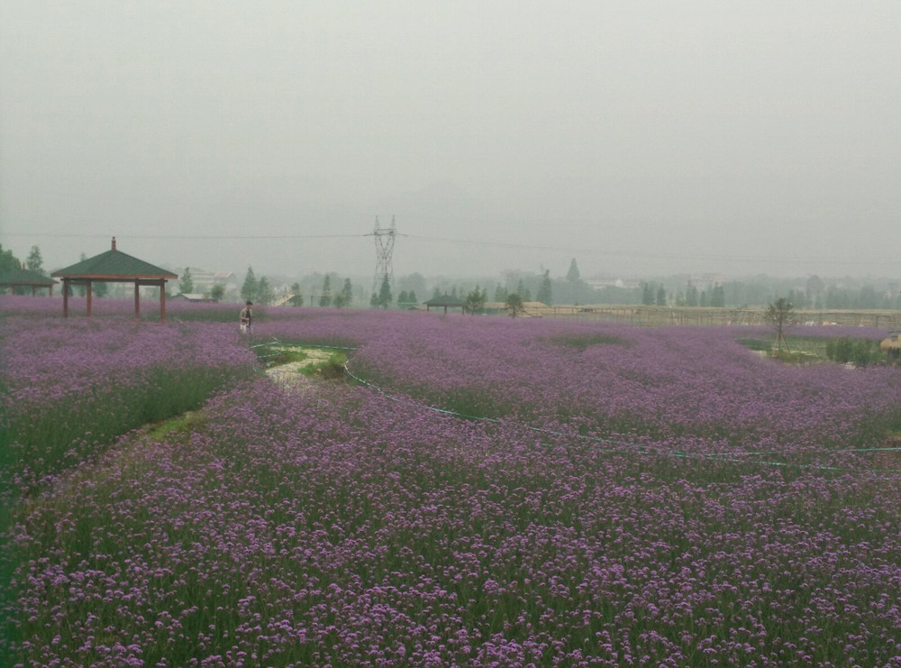 紫色世界马鞭草花海 游记攻略 携程攻略 紫色世界马鞭草花海 游记攻略 携程攻略