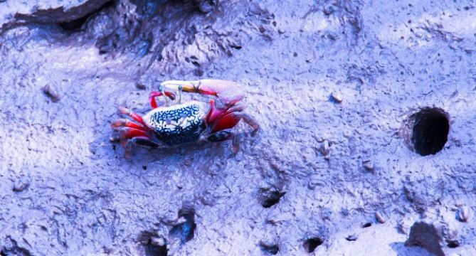 小时候抓过的红旗蟹