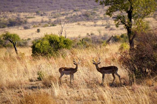 一望无尽的草原,刚进公园看见一对儿羚羊在斗……斗着斗着就停下来