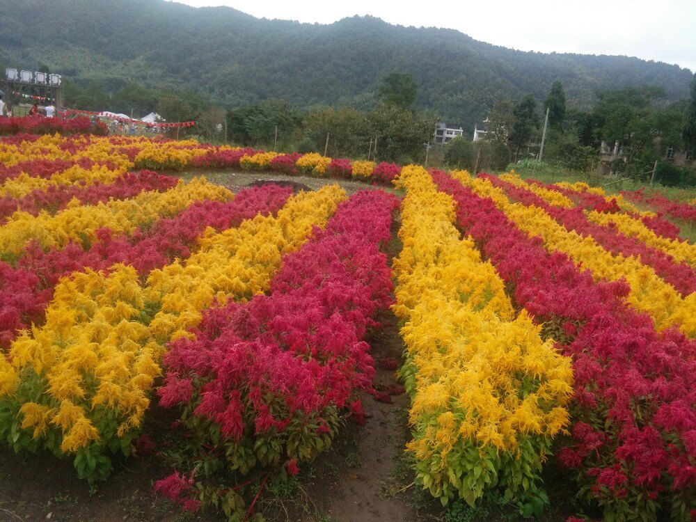 香溪花谷景区