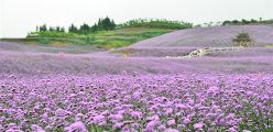 最好看的花海在哪 CggYGVXuer6AO8L5AAIMclAIOwo847_C_248_120.jpg