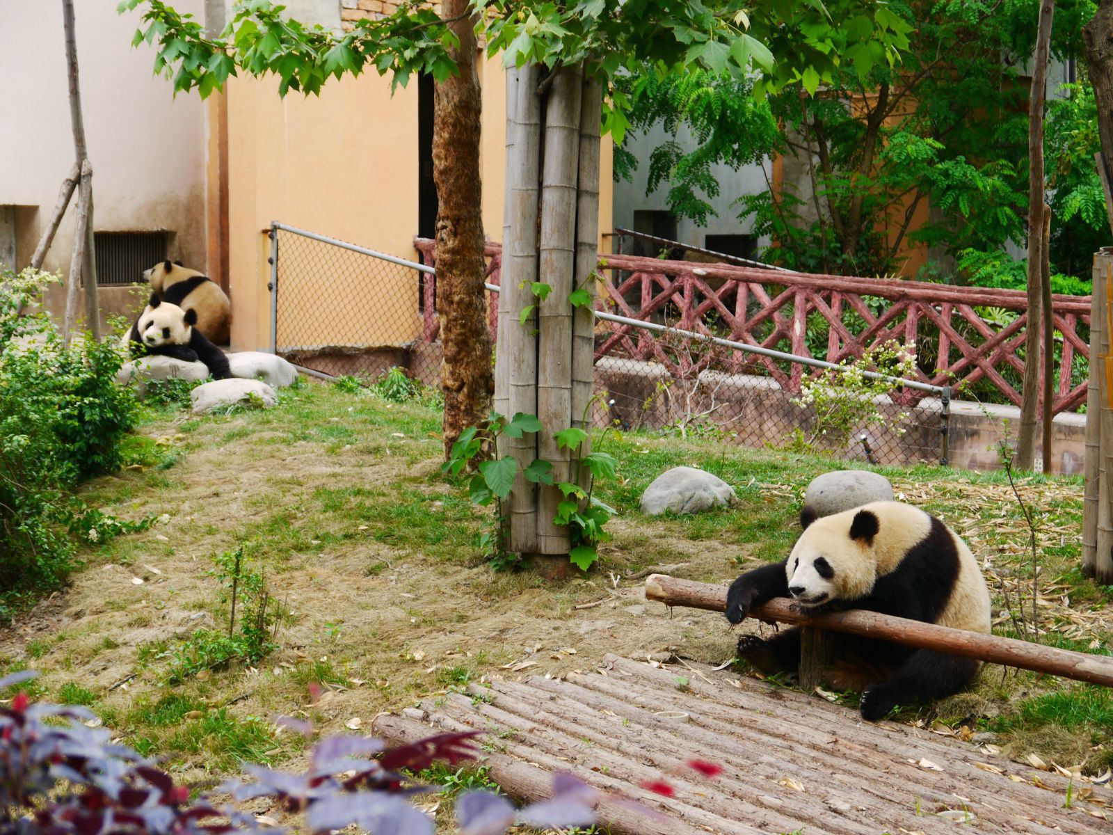 熊猫基地在成都哪个区(熊猫基地在成都哪个区域)