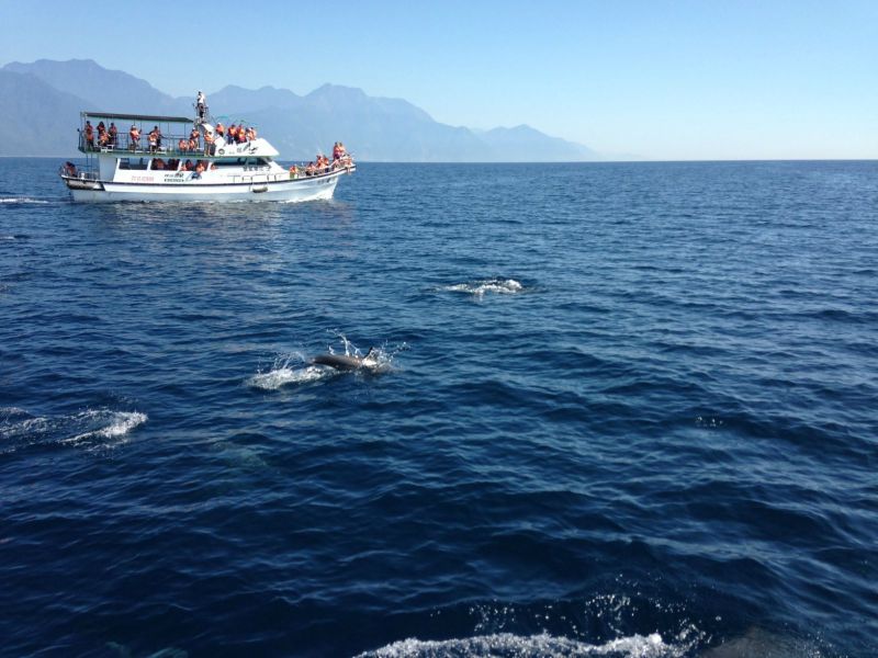 成群海豚 花莲外海
