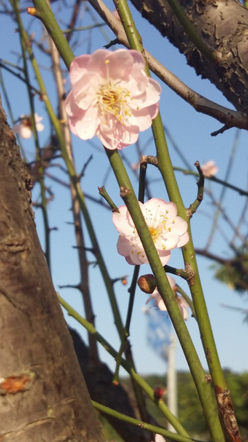 广州----萝岗香雪----梅花