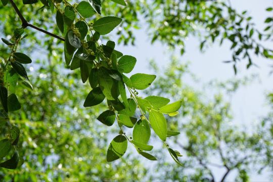 枣树可是当地一宝 碛口古镇