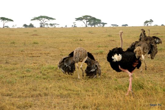 非一般蜜月(下)-狩猎在非洲草原上