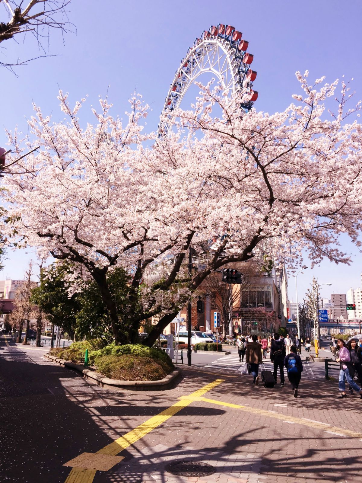 這一天東京全城的櫻花都在滿開中 後樂園遊樂場