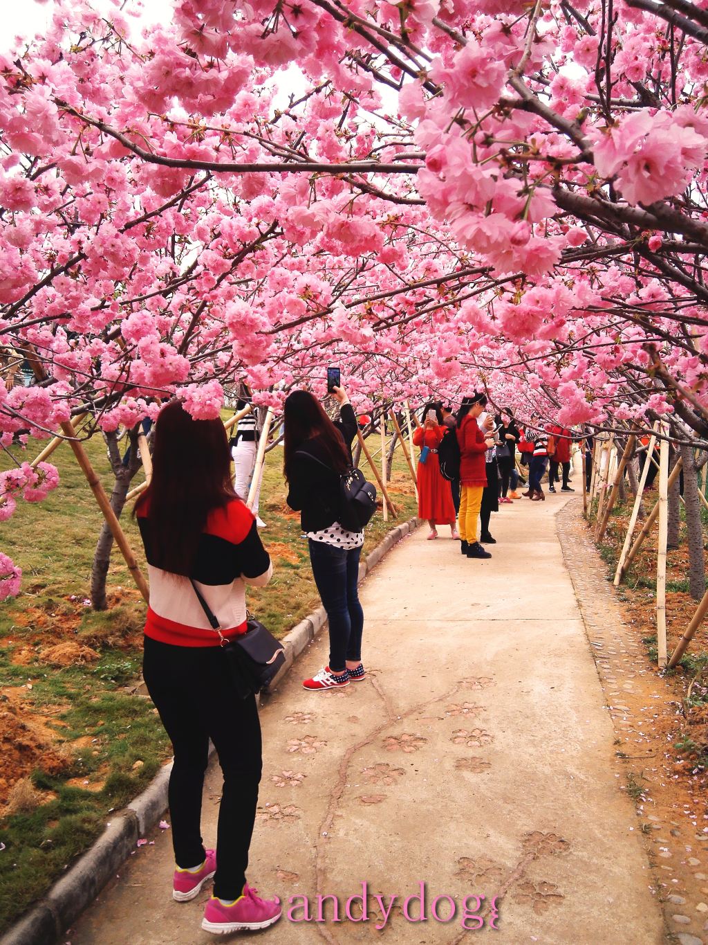 心动春之旅#樱花控看过来-从化天适樱花悠乐园女神节之旅(附攻略)