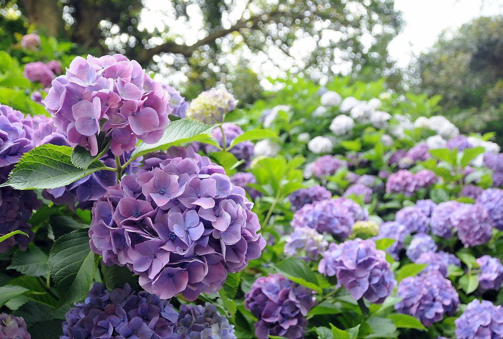 镰仓一日紫阳花 奈良游记攻略 携程攻略