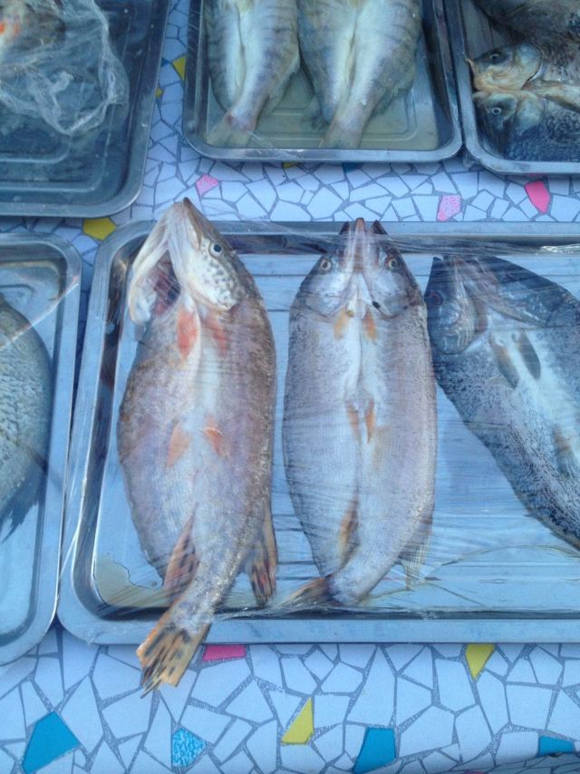 布尔津冷水鱼图片