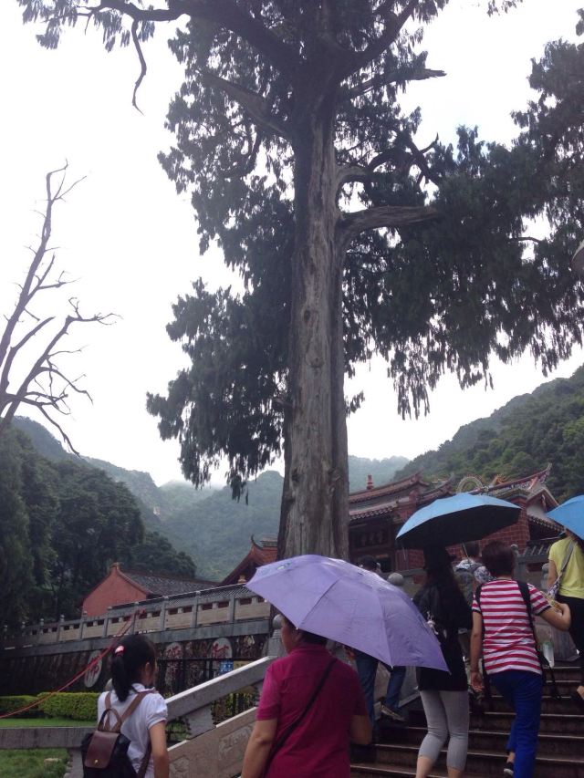 陰那山靈光寺,1300年曆史,遇暴雨,後終見傳奇生死樹,觀音滴水,天晴,天