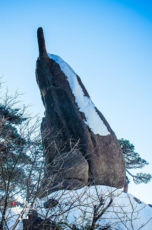 5公里路上,沿途有飞龙松,倒挂松等名松及黄山杜鹃.