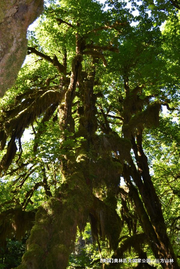 【美西自驾游】西雅图,奥林匹克国家公园和rainier雪山详尽攻略 超多