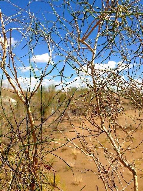 梭梭柴 驼铃梦坡