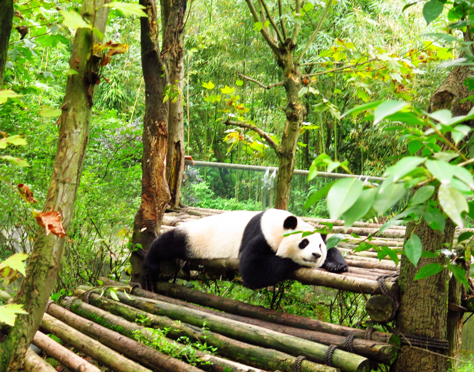 静卧美人图 熊猫谷