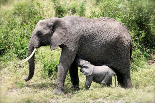 高清大片动物世界 肯尼亚 - 芝麻tu