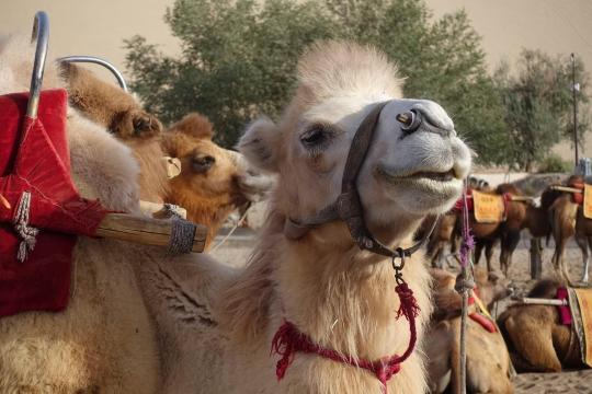 疯不能停,用心走丝路 - 敦煌游记攻略【携程攻略】