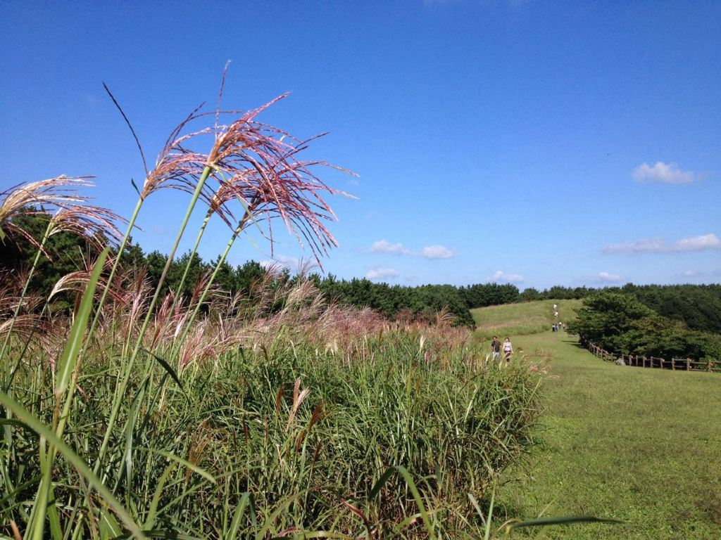 紫芒花的世界,感受济州秋意浓