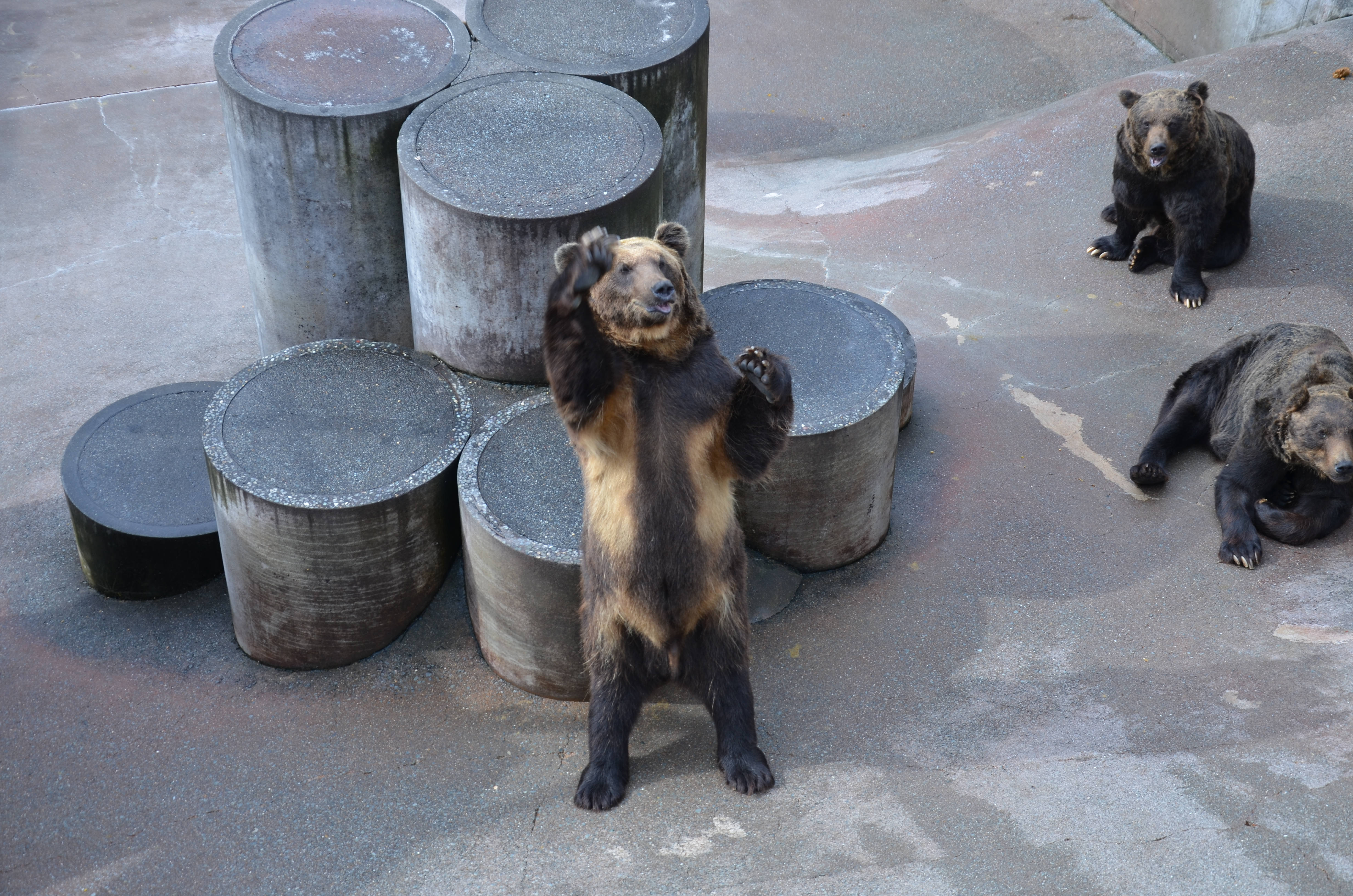 昭和新山熊牧场