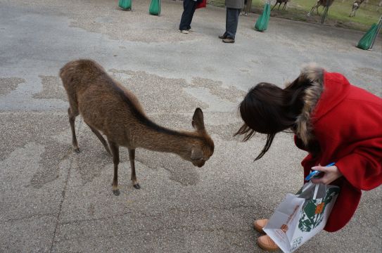 然后我跟鹿就不停的开始相互鞠躬了= =  不管我鞠几次她都会回诶 奈良